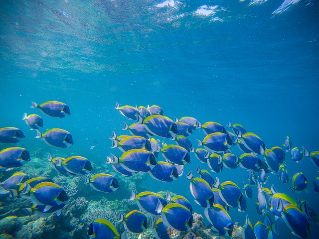 Free Fish Diving photo and picture