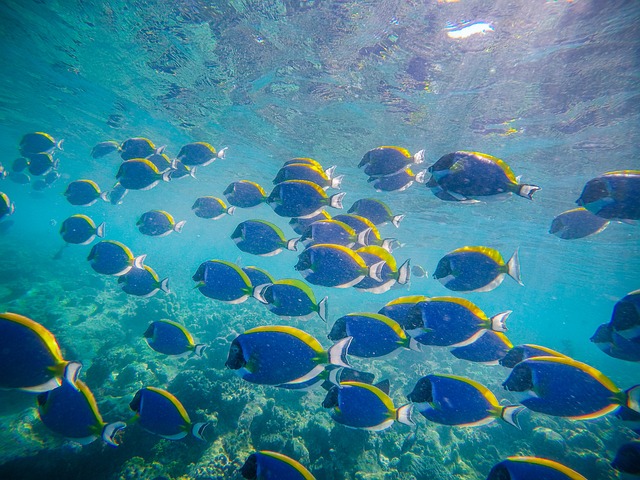 Free Fish Diving photo and picture