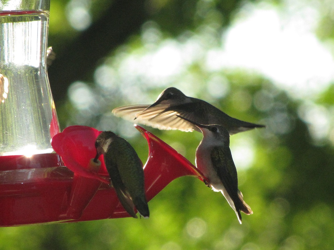 Hummingbirds Hummingbird Birds - Free photo on Pixabay - Pixabay