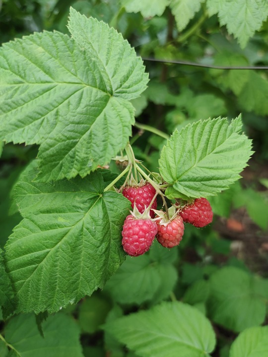 Small Rasperry Fruit Raspberry Red Fruit - Free photo on Pixabay