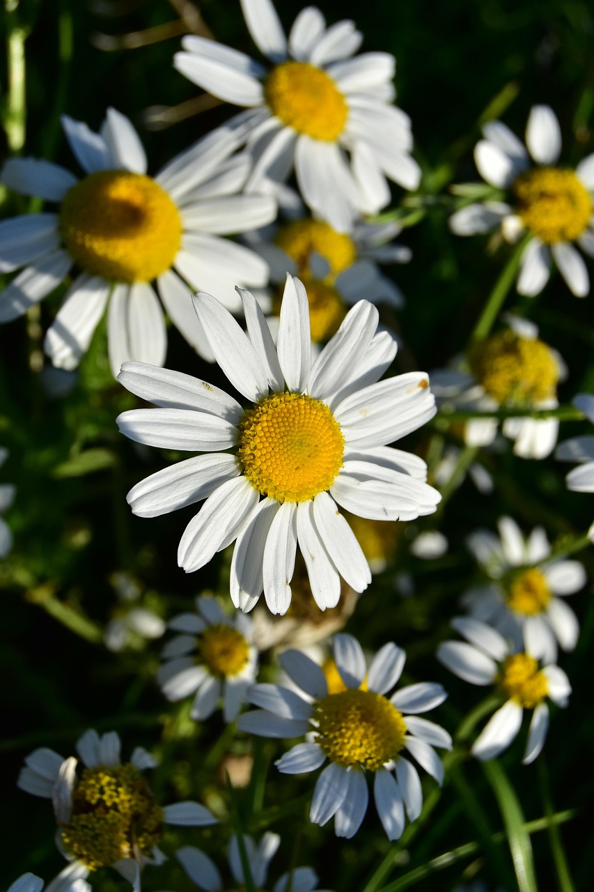 koiranputkea-kukka-kukinta-ilmainen-valokuva-pixabayssa-pixabay