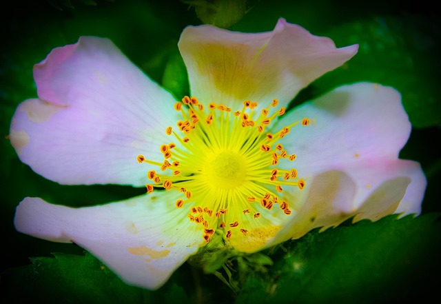 Rose, Flower, Blume, Makro, Liebe