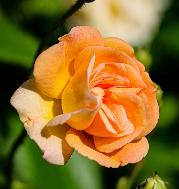 Rose, Flowers, Schöne Tapete, Flower