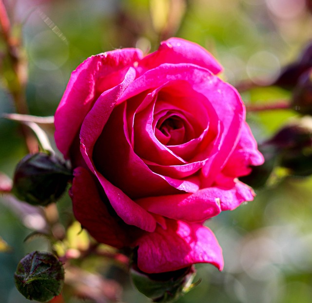 Rose, Flowers, Blumen Hintergrund, Natur
