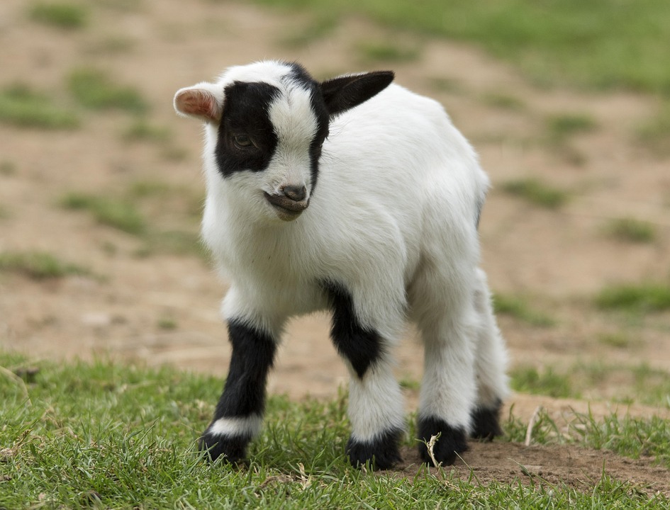 Kid Baby Goat Free Photo On Pixabay