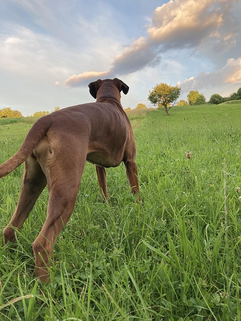 Free German Boxer Dog photo and picture