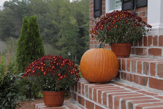 Free Pumpkin Halloween photo and picture