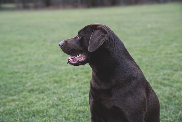 Free Dog Labrador photo and picture