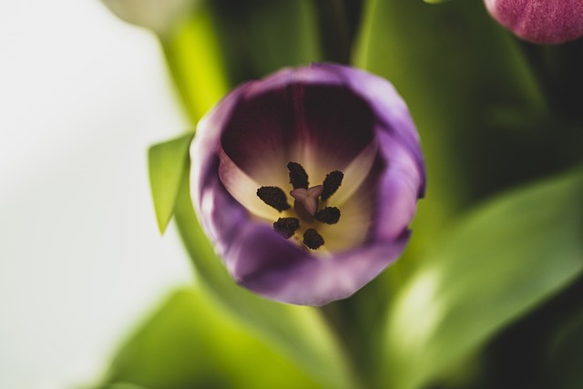 Free Tulip Purple photo and picture