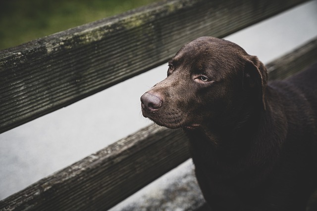 dog, nature, labrador, animal, ears, pet, snout, brown