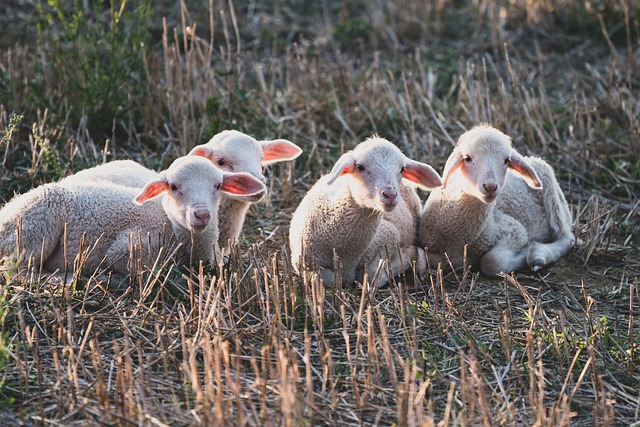 Free Lamb Sheep photo and picture