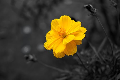 Flor, Flores Bonitas, Cosmos, Amarelo