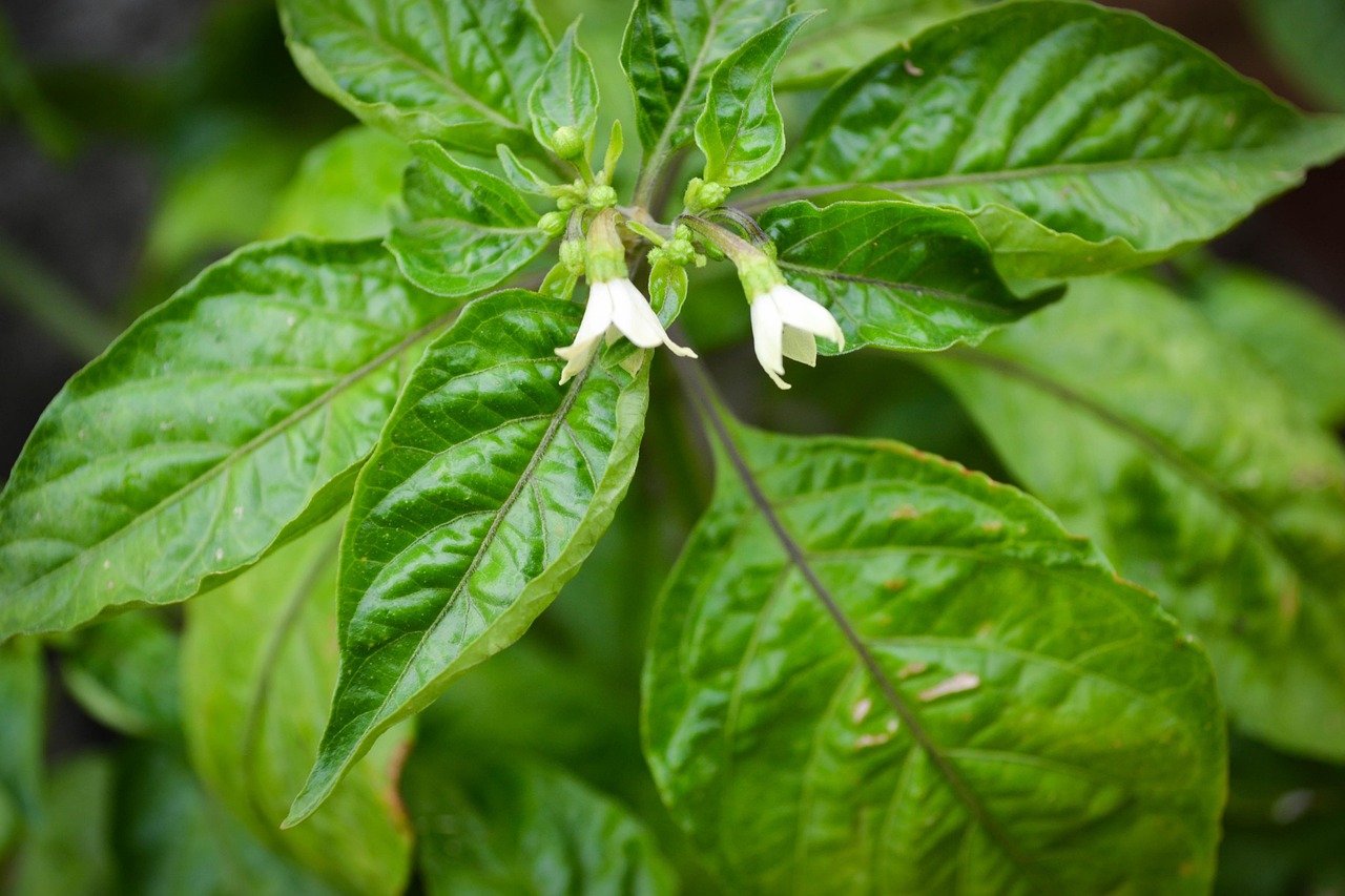 70+ Free Chilli Flower & Nature Images - Pixabay