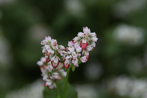 Flor de Trigo Sarraceno