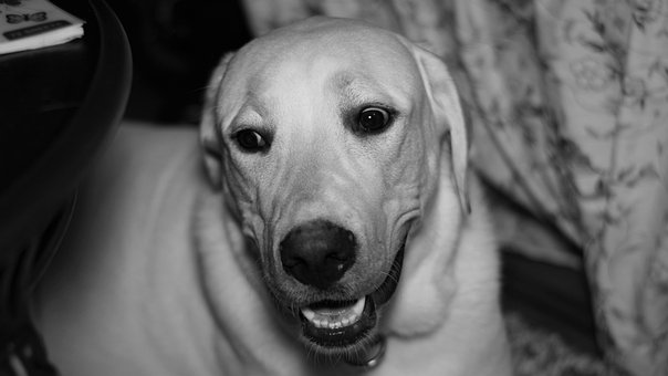 Perro, Kan, Canino