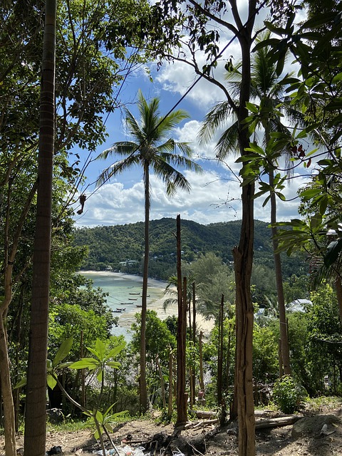 palm tree, summer, sun, beach, turquoise, turquoise blue sea, ocean, green, nature, vacations, palm trees, caribbean, island, sea, tropical, paradise, heaven, landscape