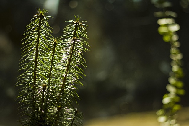 Free Eucalyptus Hemlock photo and picture