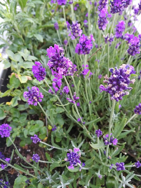 Free Lavender Flower photo and picture