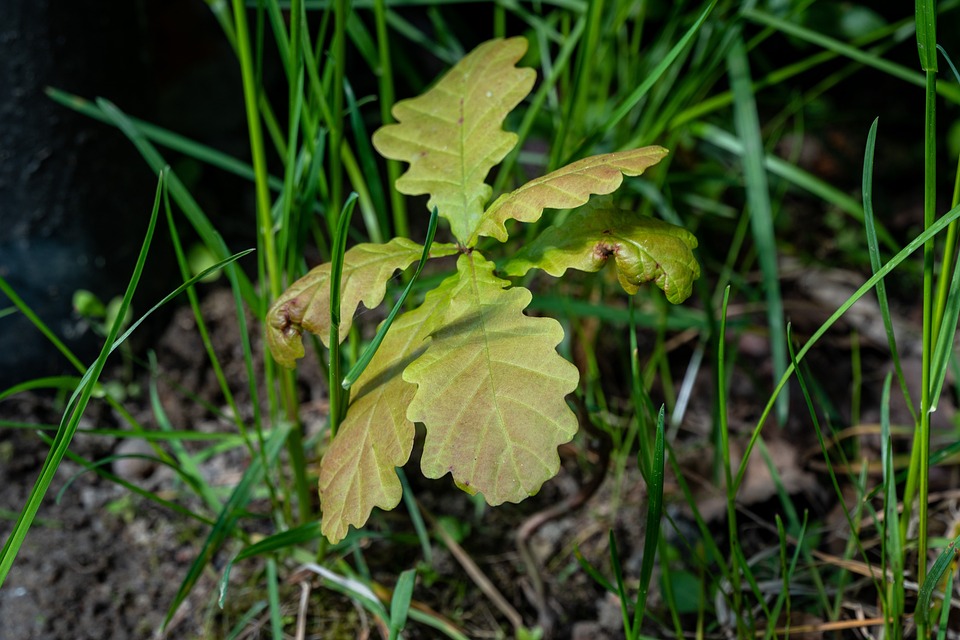 Eiche Klein Halten