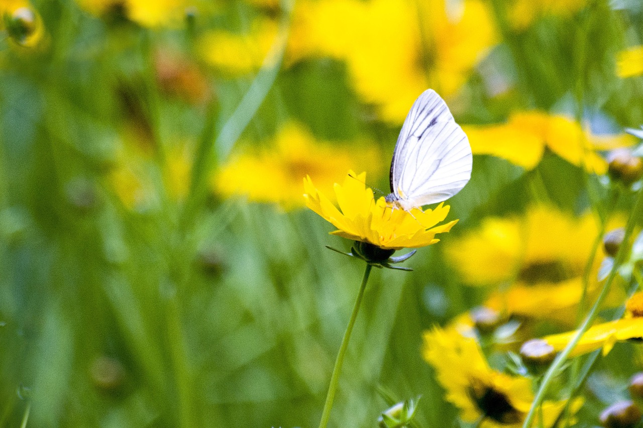 kostenlose schöne bilder mit sprüchen kostenlos