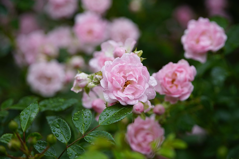Small Fairy Rose - Free photo on Pixabay