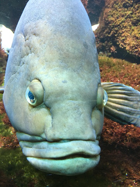 Free Aquarium Underwater photo and picture