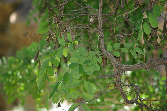 Free Tree Branches photo and picture