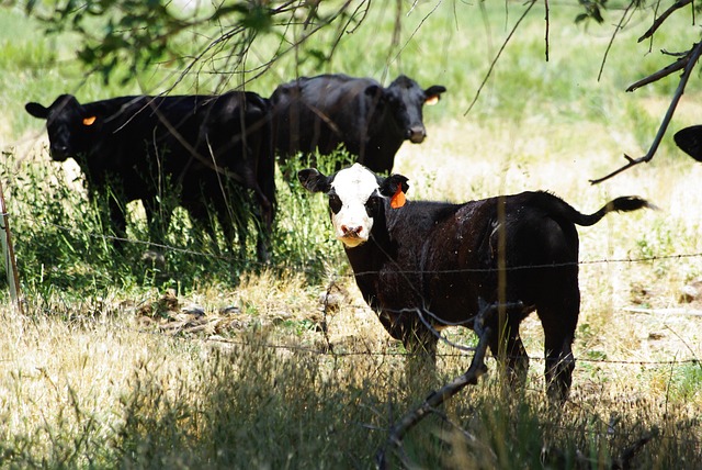Free Cows Bovines photo and picture