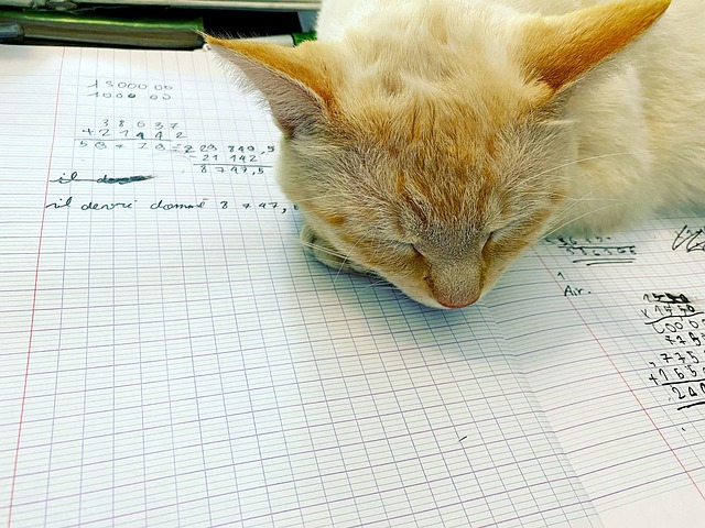 Cat School Mathematical - Free photo on Pixabay - Pixabay