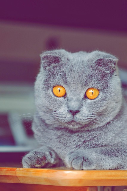 Over 20.000 gratis billeder for Indian Mom Cat og Natur - Pixabay