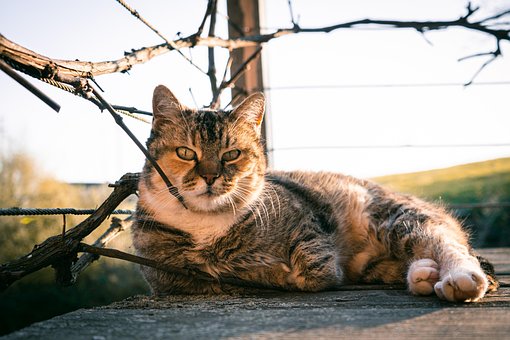 Forår, Kat, Natur, Dyr, Husdyr, Kæledyr