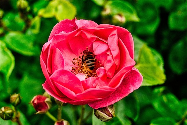 Free Pink Bee photo and picture