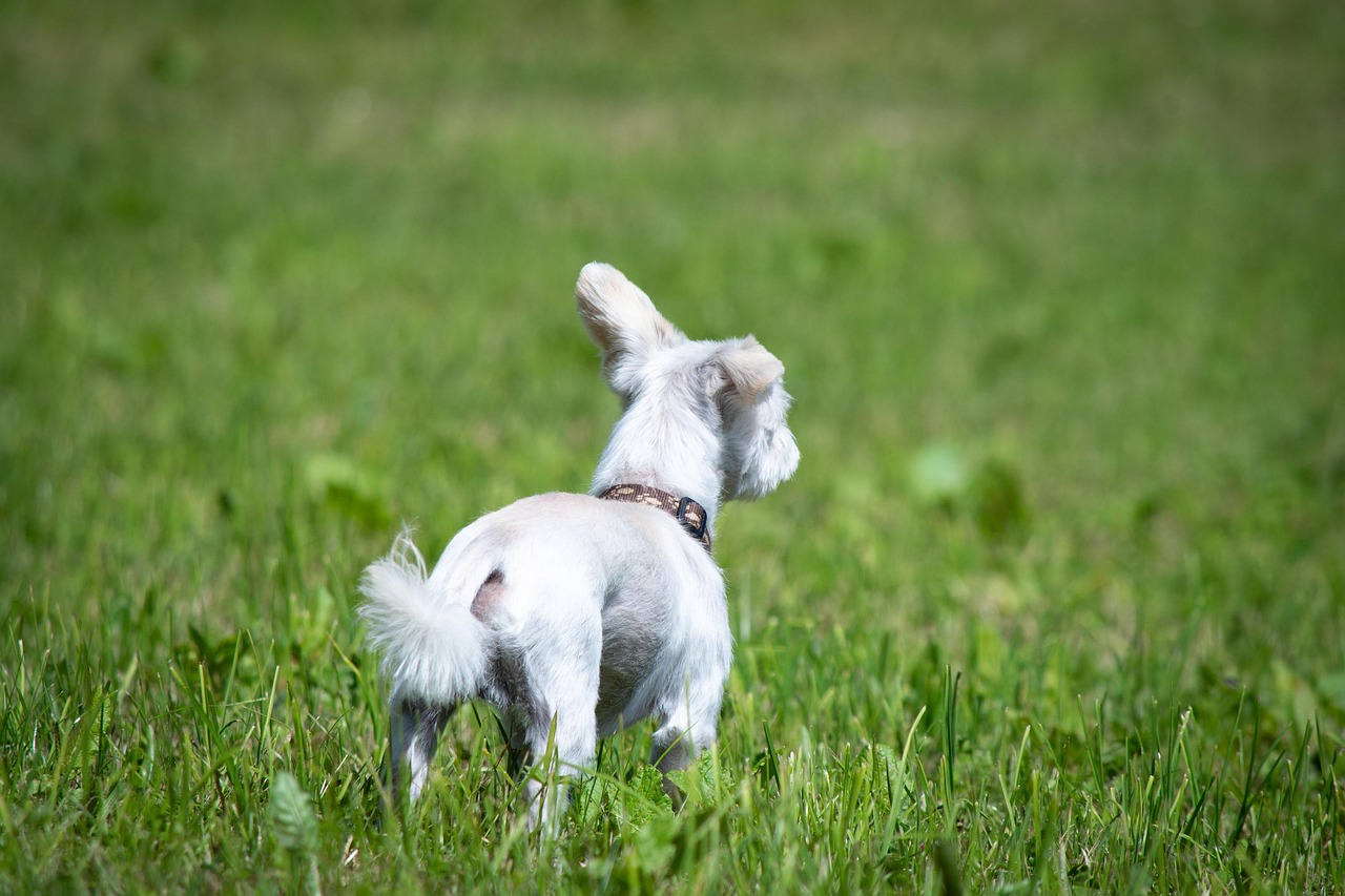 Dog White Meadow - Free photo on Pixabay