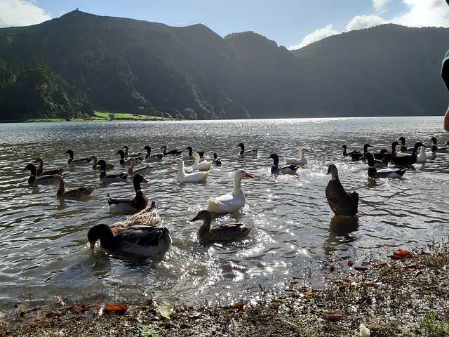 Free Azores Island photo and picture