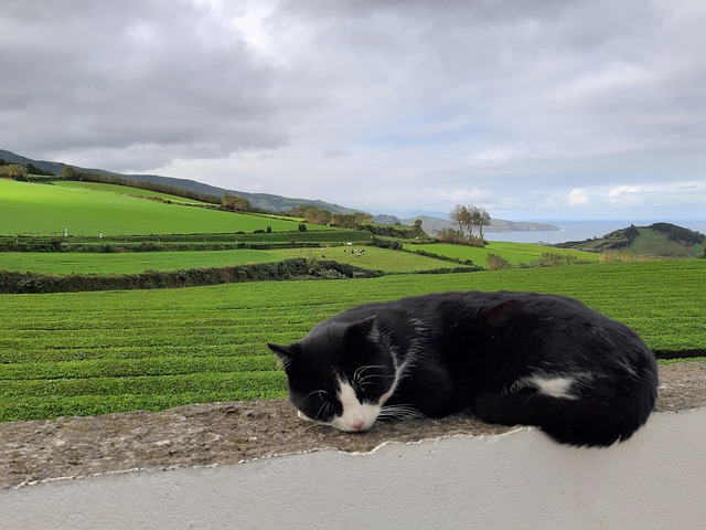 Free Azores Island photo and picture