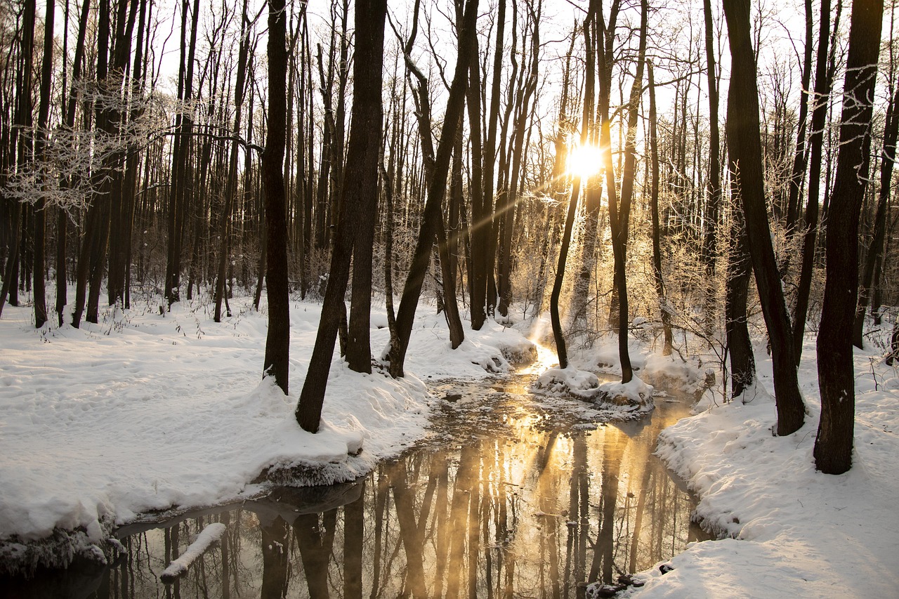 Cold Forest Day - Free photo on Pixabay - Pixabay