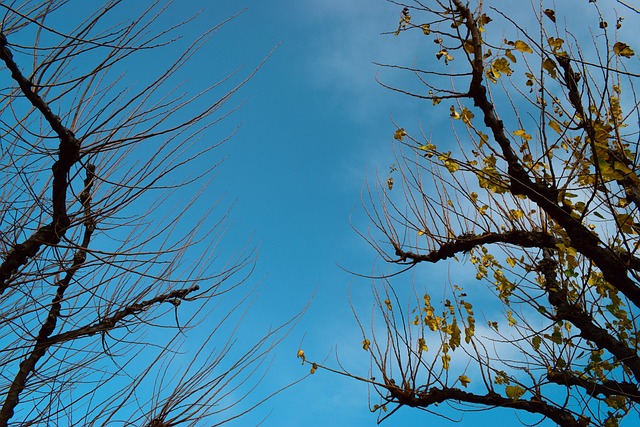 Free Winter Trees photo and picture