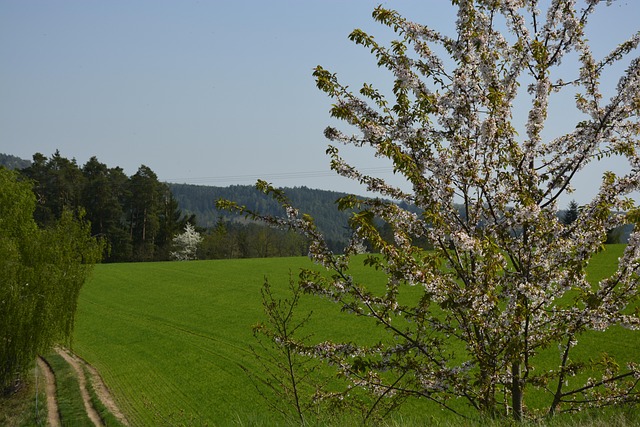 Free Grün Weg photo and picture