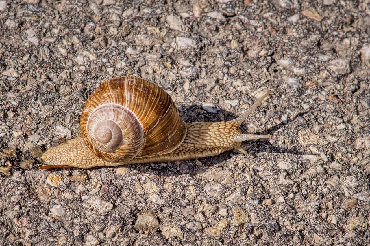 Snail Helix Pomatia Shell Land Free photo on Pixabay Pixabay