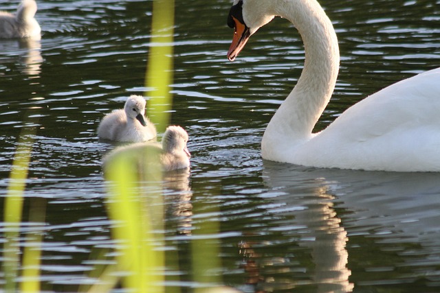 Free Swans Swan With Younglings photo and picture