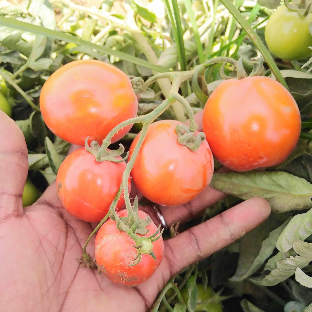 Holding Tomaten Tomate Reife - Kostenloses Foto auf Pixabay - Pixabay