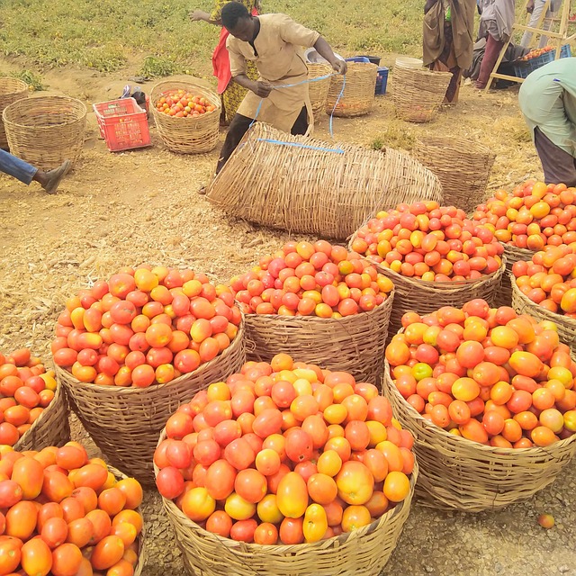 Tomato Baskets Harvested Tomatoes Free photo on Pixabay Pixabay