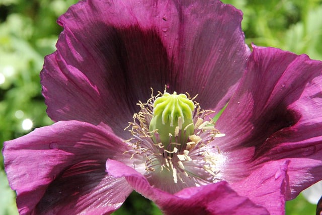 Free poppy blossom bloom illustration