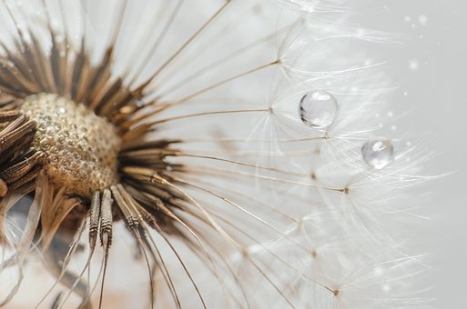 Download free HD stock image of Dandelion Seed Free Dandelion Seed photo and picture