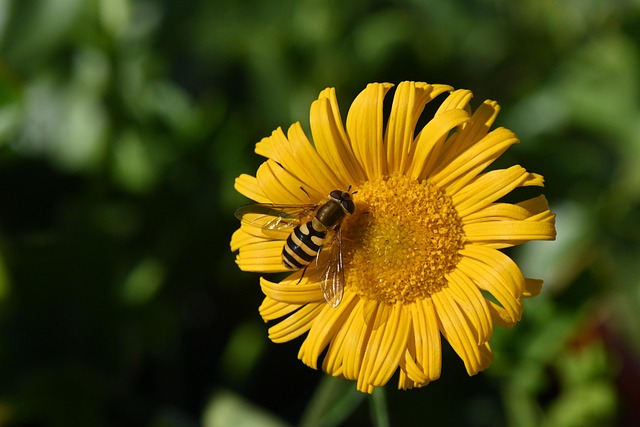 Insekt, Blomst Baggrund, Blomst