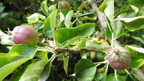 Appelboom, Groente, Appel, Fruit