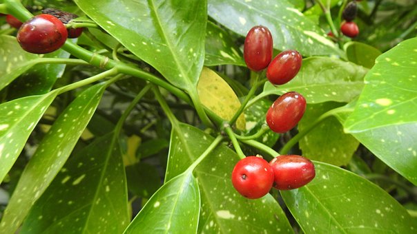 Bes, Rood, Plantaardige, Natuur, Tuin