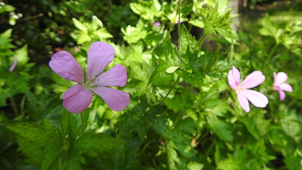 Bloem, Wilde Bloemen, Tuin, Natuur