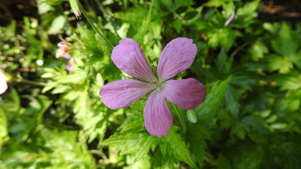 Bloem, Wilde Bloemen, Tuin, Natuur