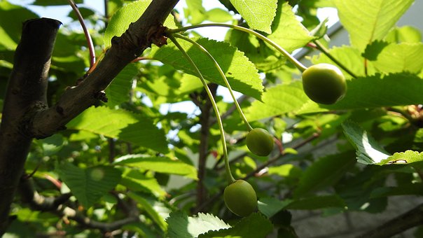 Groene Kersen, Boom, De Lente, Natuur